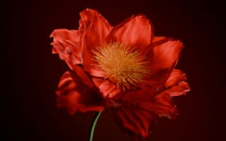 Картинка цветок, красный, природа, мак, красота, флора, арт