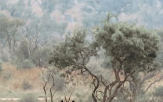 Картинка природа, животные, пейзаж, антилопа, птица, лес, зеленый