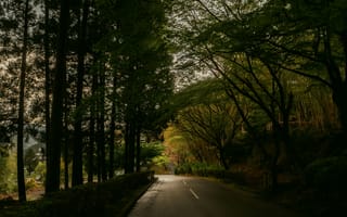 Картинка дорога, природа, лес, пейзаж, освещение, зелень, тишина