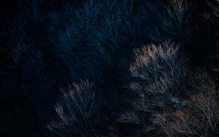 Картинка лес, деревья, природа, темнота, осень, пейзаж, тени