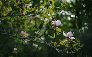 Картинка цветы, магнолия, природа, зелень, весна, дерево, фотография