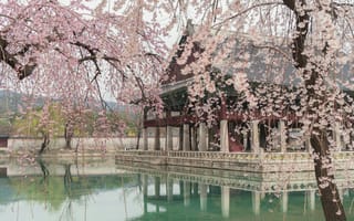 Картинка цветы, вишня, пейзаж, природа, архитектура, вода, весна, деревья, тихо, красота