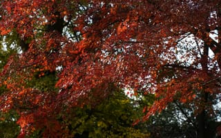 Картинка осень, листья, природа, деревья, пейзаж, красный, зеленый, фото, обои, красота