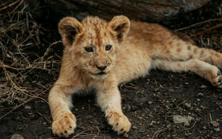 Картинка лев, котенок, дикая природа, животные, африка, питомцы, младенец