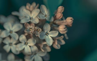 Картинка цветы, природа, макро, лилия, красота, фотография, обои