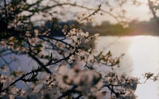 Картинка цветы, природа, вода, закат, весна, дерево, пейзаж