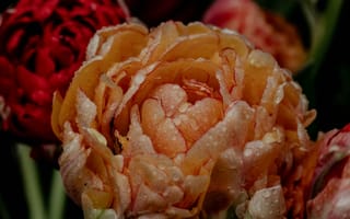 Картинка цветы, тюльпаны, природа, красота, вода, петли, лето