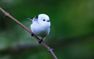 Картинка птица, природа, фото, обои, животные, лес, милый