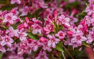 Картинка цветы, розовый, природа, растения, красота, сад, весна