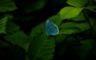 Картинка бабочка, природа, зелень, листья, синий, фото, обои