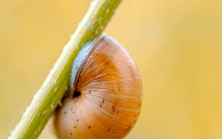 Картинка улитка, природа, макро, растение, фон, животное, крупный план