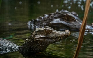 Картинка крокодил, вода, природа, животные, пейзаж, река, экзотика