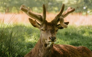 Картинка олень, природа, животные, лес, грива, пейзаж, зеленый