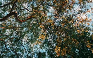Картинка деревья, небо, природа, осень, листья, пейзаж, зелень