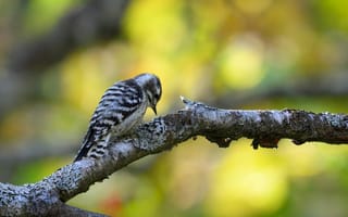 Картинка птица, дерево, природа, лес, орнитология, весна, животные