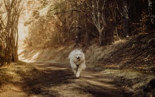Картинка собака, самоед, лес, природа, бег, осень, пейзаж