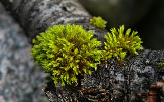 Картинка мох, природа, растения, зелень, лес, текстура, дерево