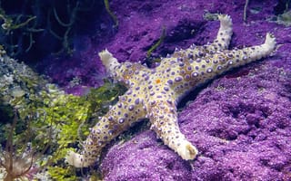 Картинка звезда, море, океан, подводный, фото, природа, животные