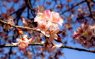 Картинка цветы, вишня, природа, весна, пейзаж, красота, дерево