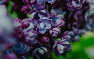 Картинка цветы, лиловый, природа, макро, растения, красота, фото