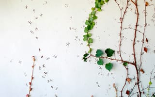 Картинка листья, стена, растения, декор, природа, зелень, вьюнки