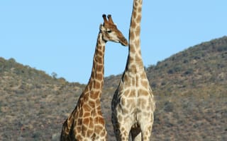 Картинка жирафы, природа, животные, африка, пейзаж, небо, фото