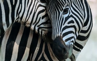 Картинка зебры, животные, природа, черно-белый, фото, дикие, пейзаж