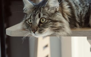 Картинка кот, животное, питомец, домашний, шершавая, фото, обои