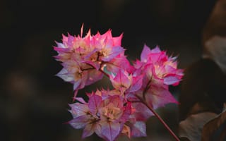 Картинка цветы, природа, растения, красота, фото, обои, декор