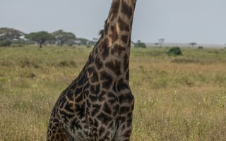 Картинка жираф, природа, африка, животные, пейзаж, зеленый, высокий