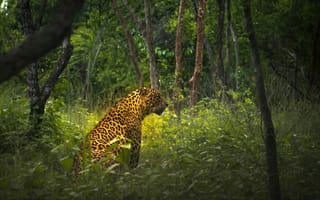 Картинка ягуар, природа, животные, лес, дикие животные, зеленый, фауна