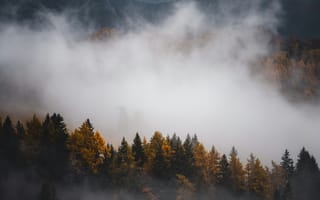 Картинка лес, туман, осень, природа, горы, пейзаж, деревья