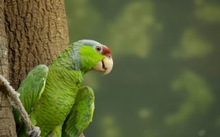 Картинка попугай, природа, зеленый, дерево, животные, птицы, фото