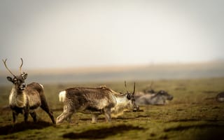 Картинка олени, природа, пейзаж, животные, туман, север, зеленый