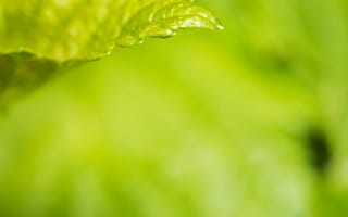Картинка лист, зелень, природа, макро, фон, вода, растение