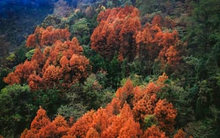 Картинка осень, лес, природа, деревья, пейзаж, цвета, красота