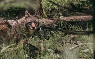 Картинка волк, природа, лес, животные, дикая природа, фауна, пейзаж
