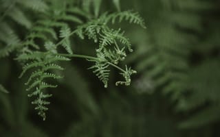 Картинка папоротник, зелень, природа, растения, фото, обои, фоновое изображение