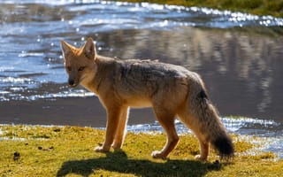 Картинка дикое животное, фото природы, пейзаж, лиса, животные, река, зеленая трава, дикие животные