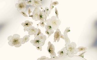 Картинка цветы, белые, природа, фоновое, обои, красота, падение