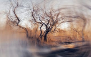 Картинка деревья, природа, осень, пейзаж, размытость, пейзажный фон, мягкие цвета