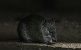 Картинка животное, грызун, дикая природа, ночное, фото, мягкий, питомец