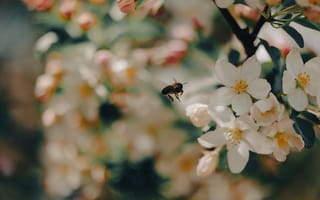 Картинка цветы, пчела, природа, весна, флора, красота, пейзаж