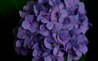 Картинка цветы, гортензия, фиолетовый, природа, растения, красота, обои