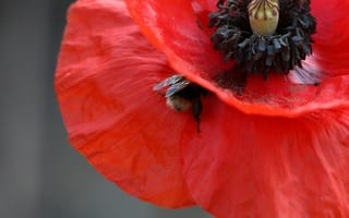 Картинка мак, цветок, пчела, природа, красный, маковое поле, маковые лепестки