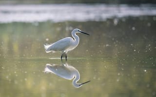 Картинка птица, белая, природа, отражение, вода, спокойствие, ландшафт