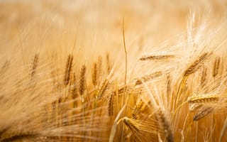 Картинка пшеница, поле, зерно, природа, лето, сельское, золотистый