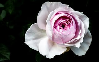 Картинка роза, цветок, природа, красота, фото, обои, пейзаж