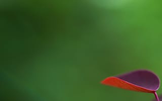 Картинка лист, природа, зелень, красный, фон, макро, растение