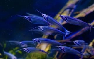 Картинка рыбы, аквариум, подводный мир, синий, животные, природа, водная среда